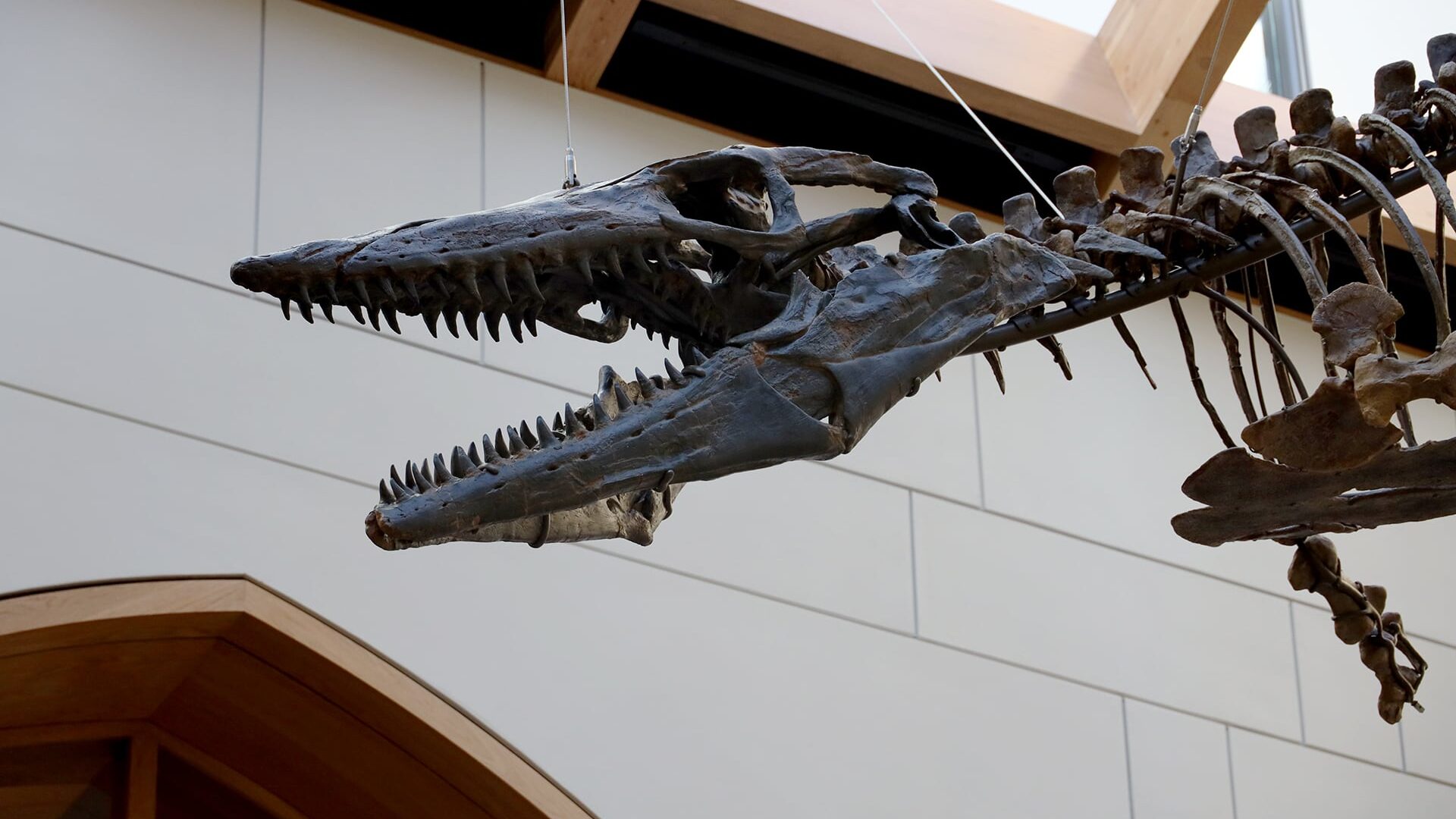 To Build A Mosasaur Peabody Evolved