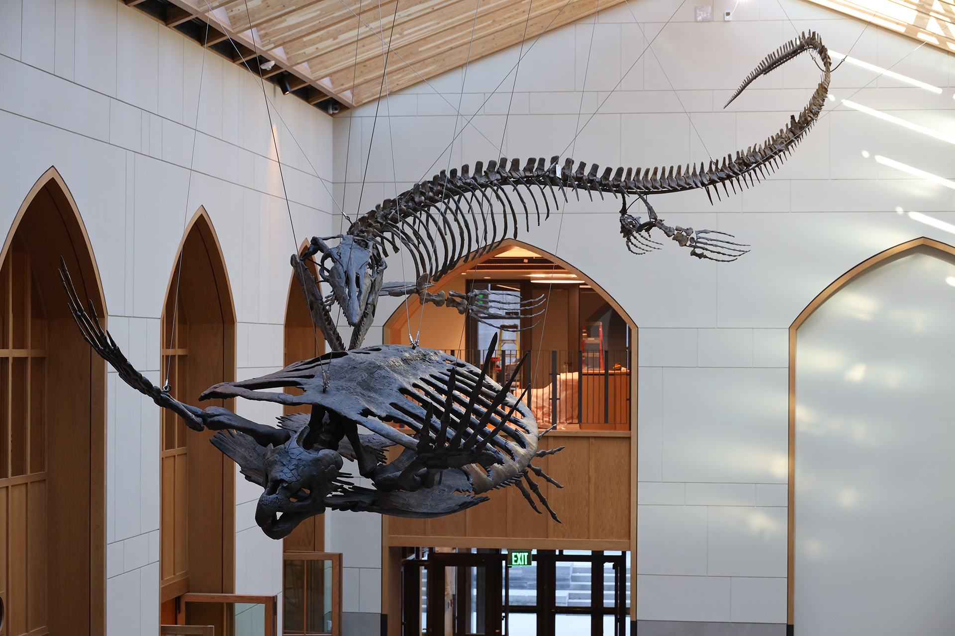 Archelon Fossil