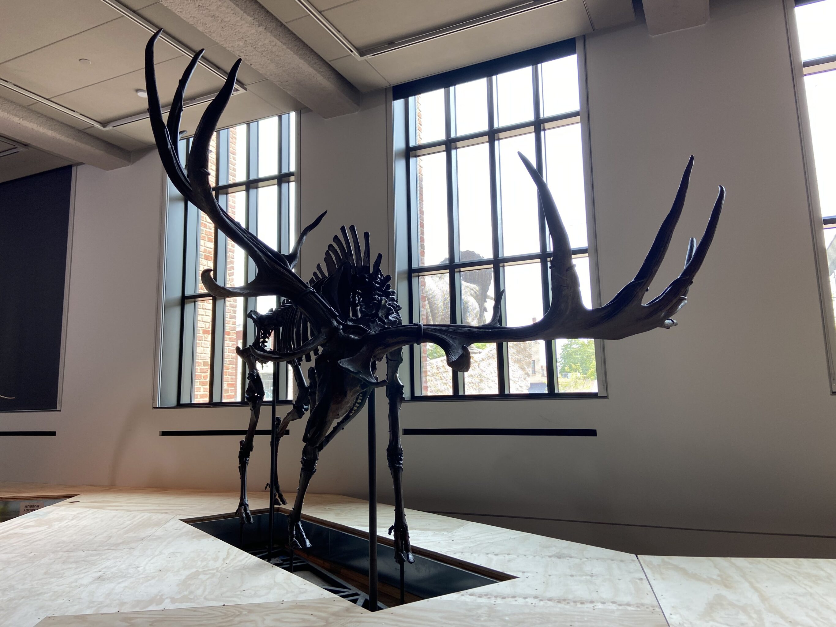 Biggest. Antlers. Ever. Meet the Irish Elk